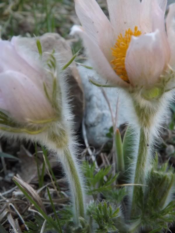 Pulsatilla vulgaris 'Pearl Bells'. photo pulsatilla_zps028520e3.jpg